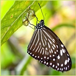 bttfly150
